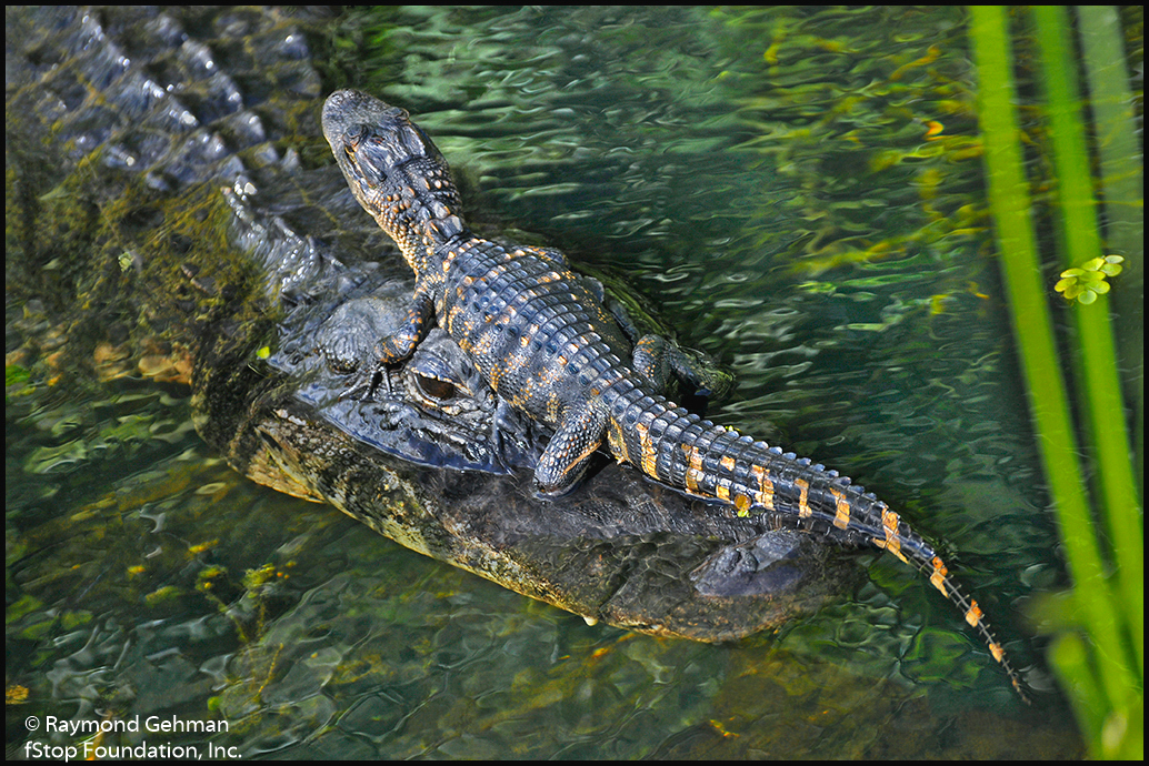 011 MARCH 8--FLORIDA--SHARK VALLEY AND BIG CYPRESS NP--ALLIGATOR AND HATCHLING--2012 110