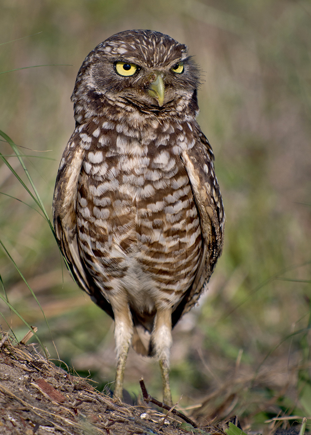 Burrowing Owl Florida
