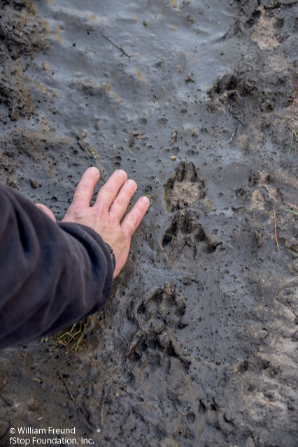 CANINE TRACKS AT SPIRIT OF THE WILD - Copy
