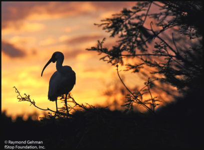 066 MARCH 18--FLORIDA--GREEN CAY--IBIS AT SUNSET--2012 020