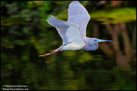 071 MARCH 18--FLORIDA-GREEN CAY-FLYING HERON--2012 620