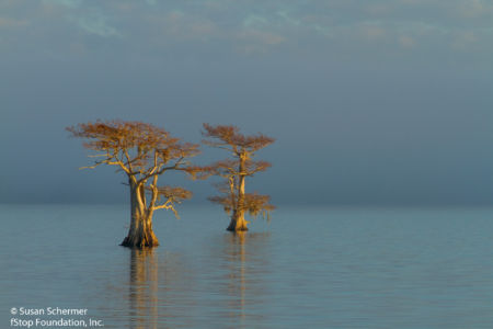Blue Cypress Lake-