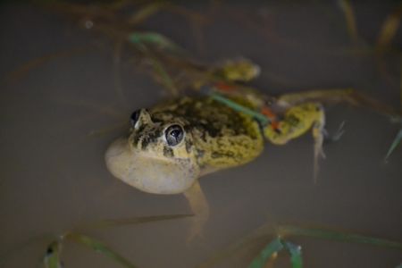 Four-eyed Frog.1