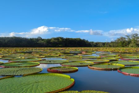 Lily Pads.5