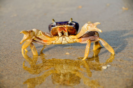 blue_land_crab