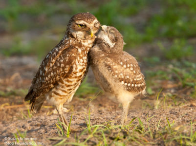 Burrowing Owls-9692
