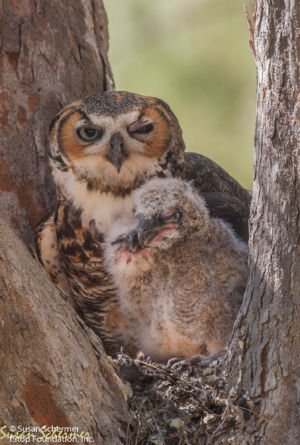 Owl & Chicks-6583