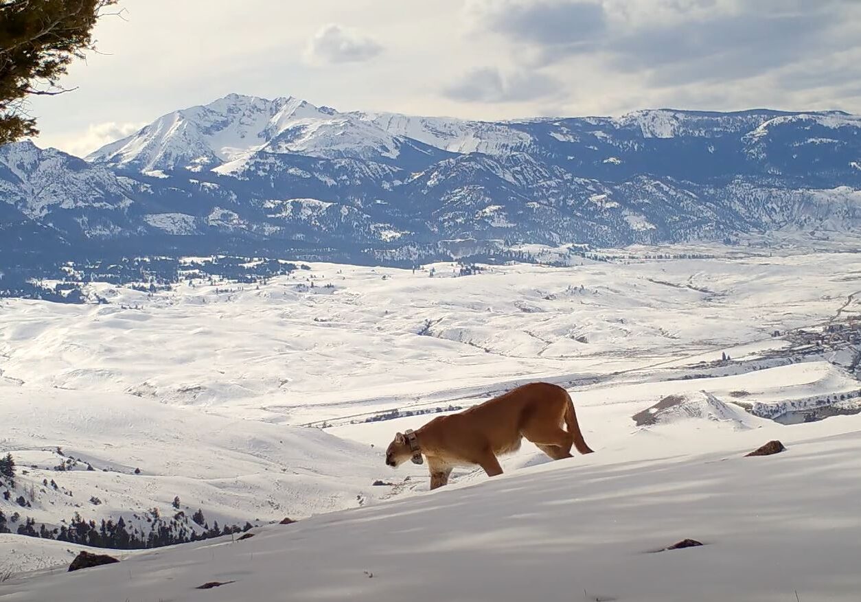 Yellowstone Cougar Project